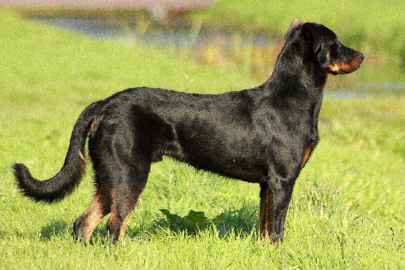 Honyx mambo de L'étoile de la Nuit