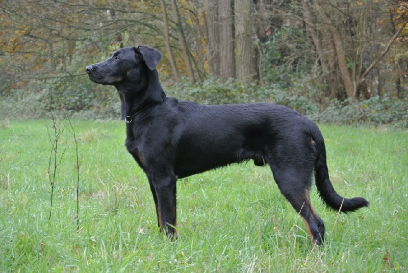 CH. Huvan de L'étoile de la Nuit