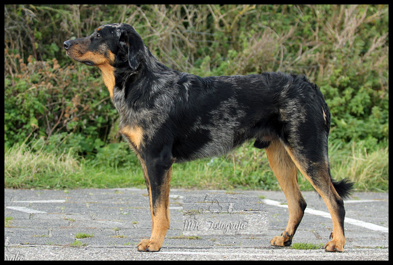 CH. Guroc blue de L'étoile de la Nuit