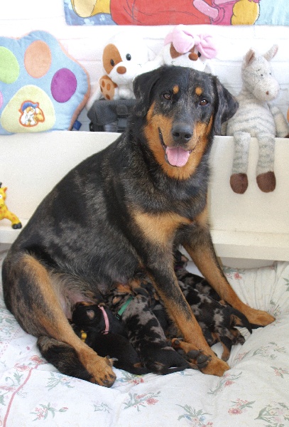 Chiots EOS x UROC