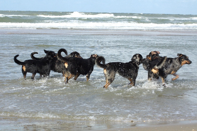 Reünion G-Chiots a 13 mois