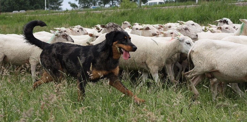 Moutons...blehhhhh....