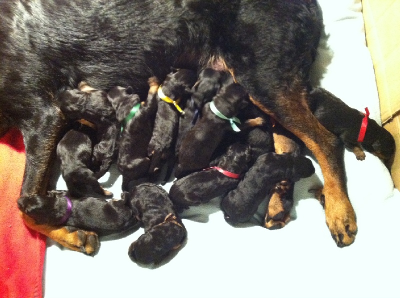Chiots Enza X Evian Igor