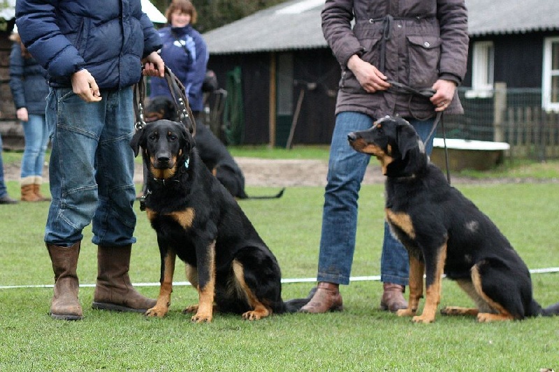 Rendezvous G-Chiots